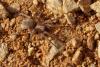 Drassodes sp.